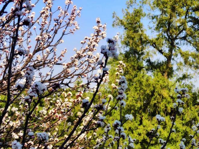 组图丨春日泰山：百花盛放的诗意画卷(图2)