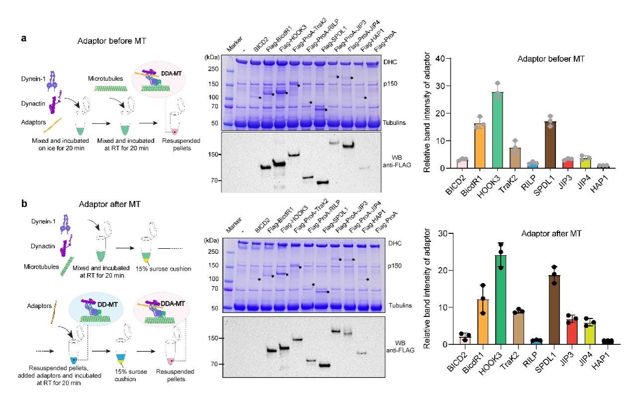 中国科大系统揭示胞内运输复合体组装新机制(图4)