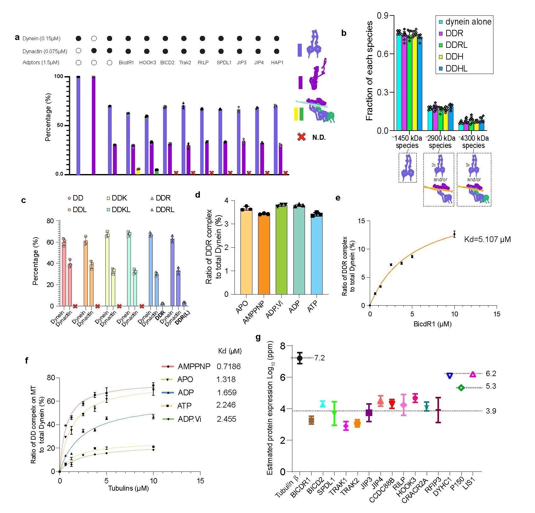 中国科大系统揭示胞内运输复合体组装新机制(图2)