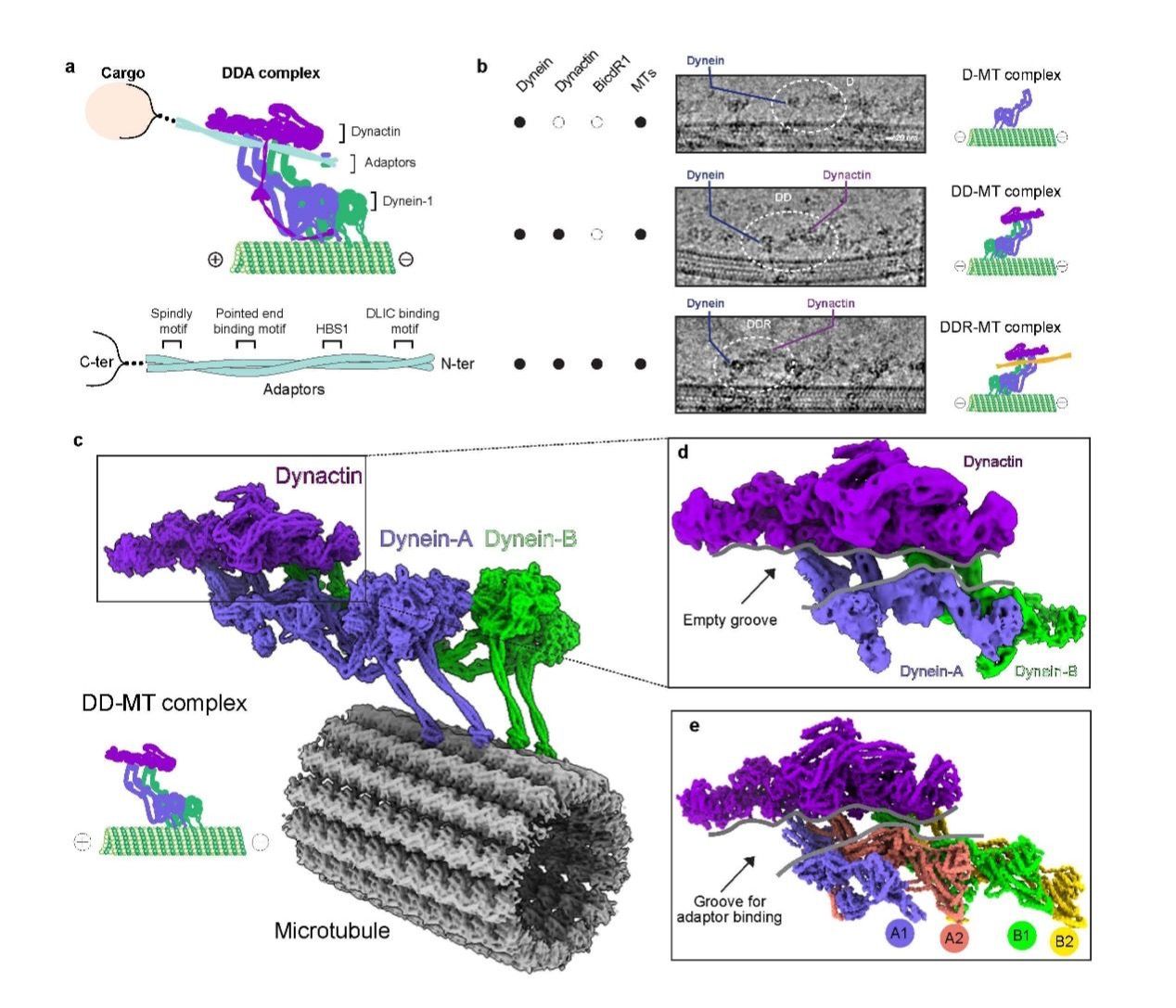 中国科大系统揭示胞内运输复合体组装新机制(图3)