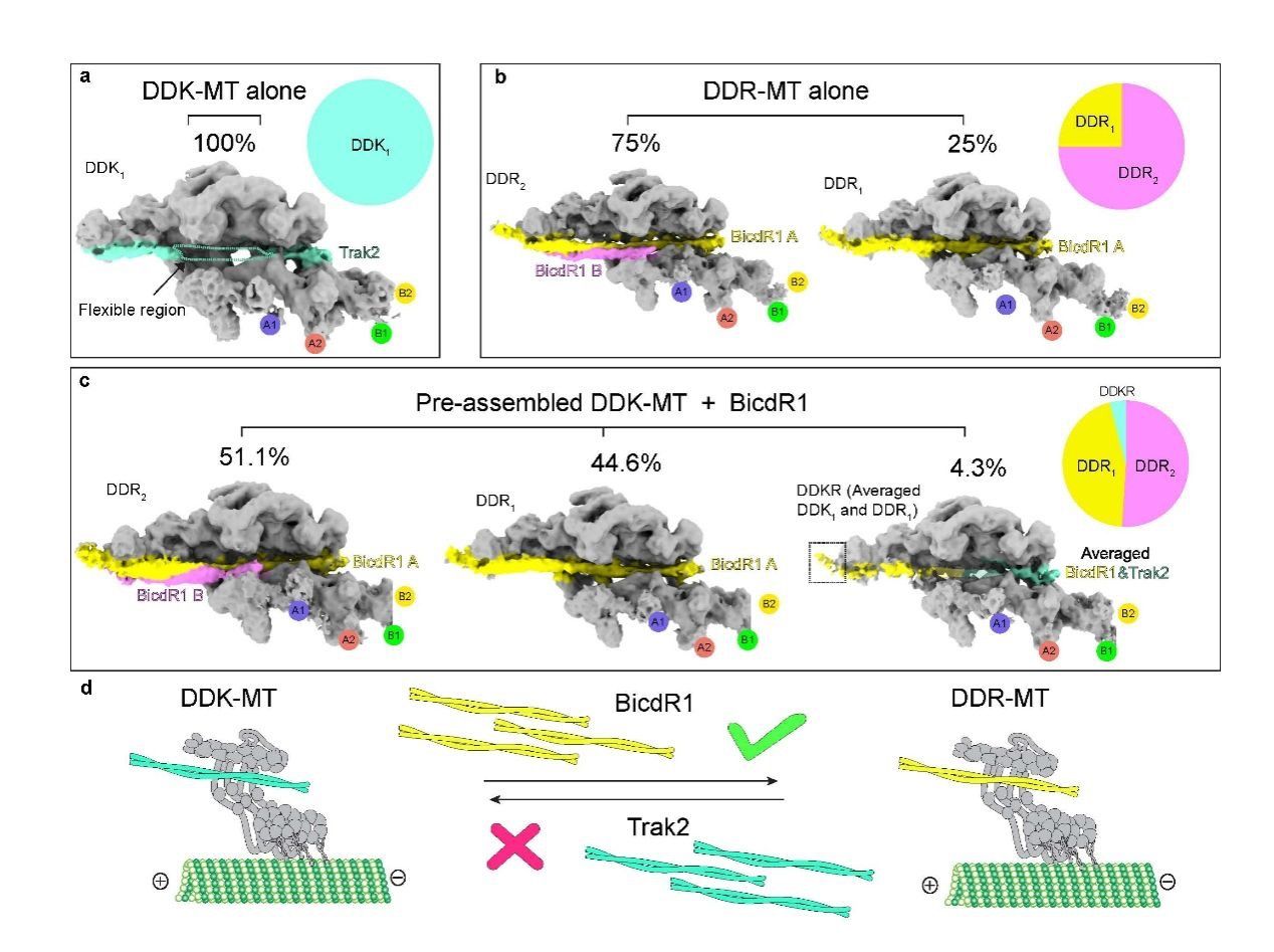 中国科大系统揭示胞内运输复合体组装新机制(图5)