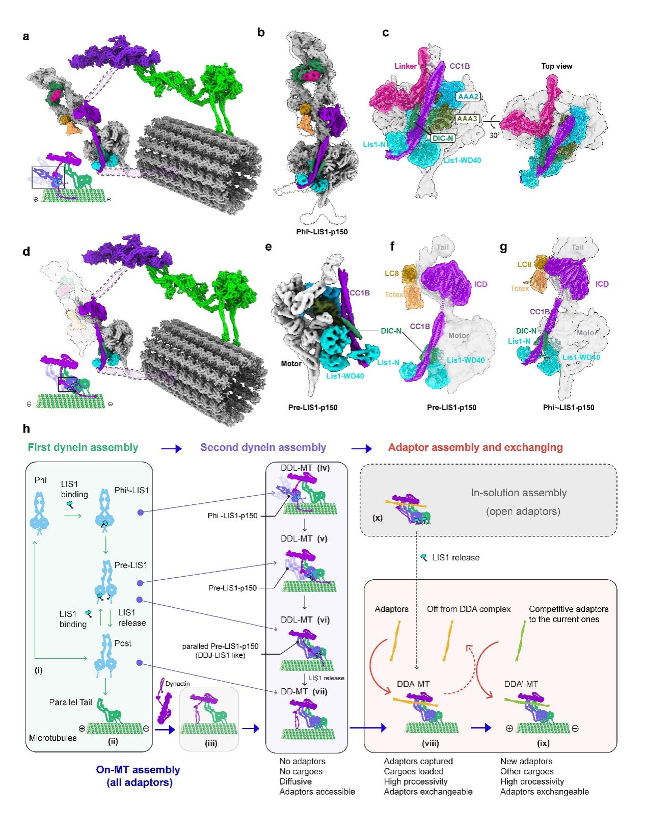 中国科大系统揭示胞内运输复合体组装新机制(图6)